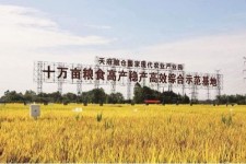 江苏关于成都商务伴游外围雇用的信息
